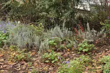 Lavendel RO 20211029.jpg