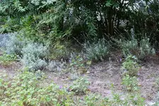 Lavendel RO 20200830.jpg