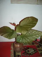 P1170507.webp