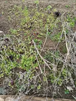 IMG_20250314_103722.webp