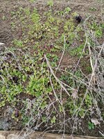 IMG_20250314_103722.jpg