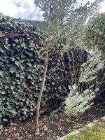 IMG_2653.jpeg