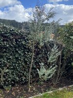 IMG_2652.jpeg