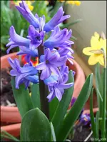 c067.webp