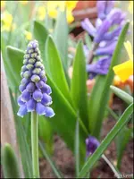 c068.webp