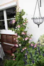 Dipladenia   0224.webp