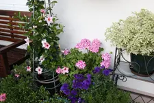 Terasse             4624.webp
