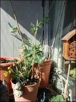 c072.webp