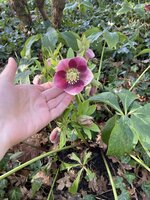 IMG_5556.jpeg