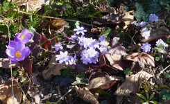 P1010398.webp