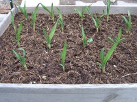 Knoblauch 22.03 (1).JPG