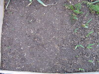 Knoblauch 22.03 (3).JPG