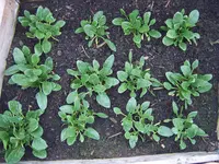 Spinat 22.03 (1).webp