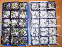 Tomaten 22.03 (3).JPG