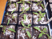 Tomaten 22.03 (4).JPG