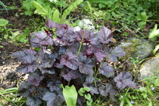 Heuchera    0623.JPG