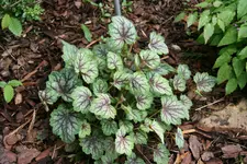 Heuchera  0321.webp