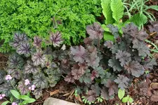 Heuchera  0421.webp