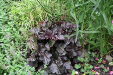 Heuchera  0821.JPG