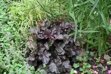 Heuchera  0821.webp