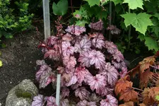 Heuchera0316.webp