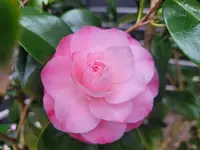 20250323_082732.webp