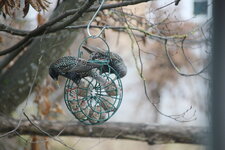 Vögel 0125.JPG