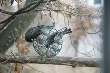 Vögel 0225.webp