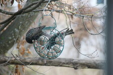Vögel 0225.JPG