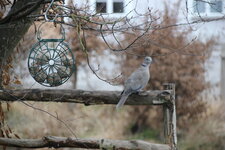 Vögel 0325.JPG