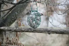 Vögel 0425.webp