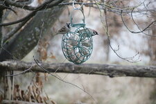 Vögel 0425.JPG