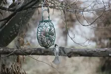 Vögel 0525.webp