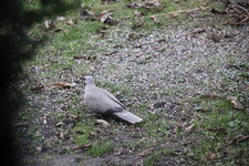 Vögel 0625.JPG