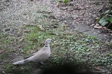 Vögel 0725.webp