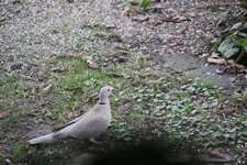 Vögel 0725.JPG