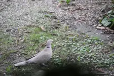 Vögel 0825.webp