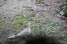 Vögel 0825.JPG