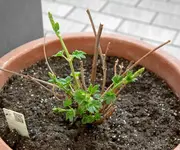 hopfen.webp