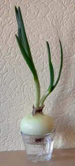 zwiebel.webp