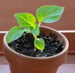 chili.webp