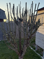 Baum2 (Mittel).png