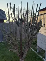 Baum2 (Mittel).webp