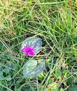 Cyclamen.webp