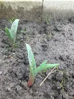 Tulpe.webp