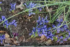 Zwerg-Iris markiert 20230301.webp