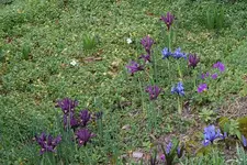 Zwerg-Iris Beet öE 20250315.webp