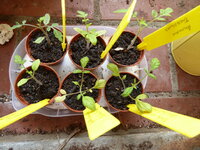 P1070388Tomaten beim Ausgang.JPG