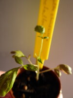 P1070393Gelbe Chinesische Coctailtomate.JPG