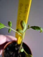 P1070394Rote Chinesische Coctailtomate.JPG